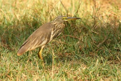 Indian Pond Heron  Goa