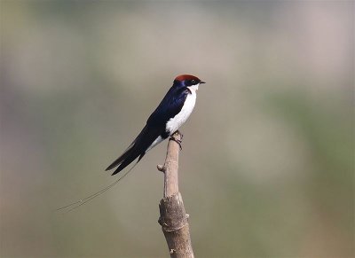 Wire-tailed Swallow  Goa