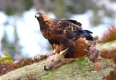 Golden Eagle  Norway