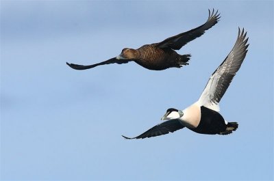 Eider  Norway