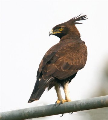 Long-Crested Eagle  South Africa