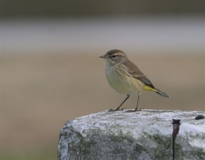 Palm Warbler Brown Western   Florida