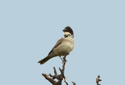 Orphean Warbler  Lesvos