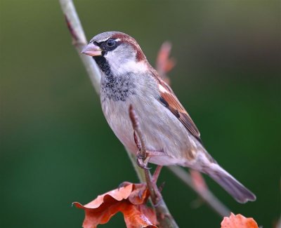 House Sparrow