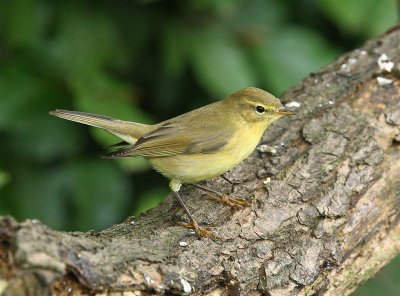 Chiffchaff