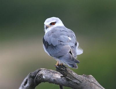 Black shouldered Kite   South Africa