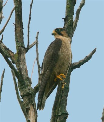 Lanner Falcon  South Africa