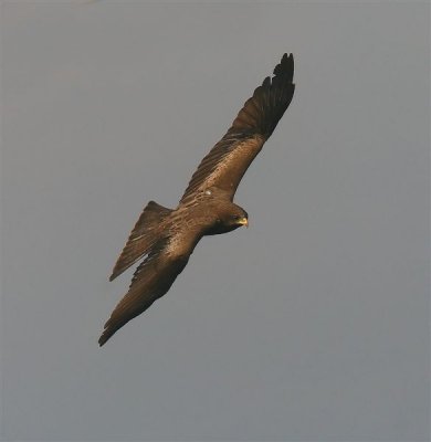 Yellow-billed KIte  South Africa