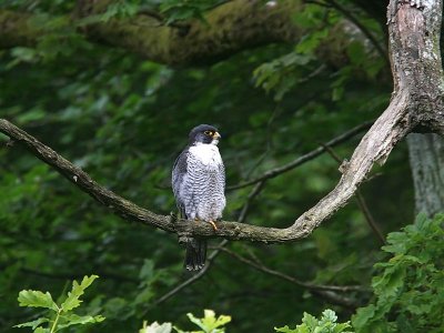 Peregrine  Falcon  Scotland