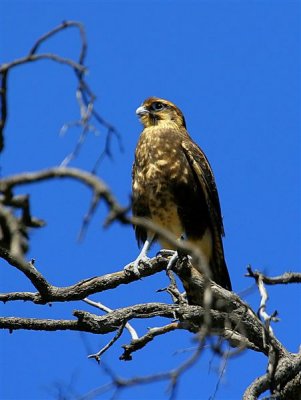 Brown Falcon  Australia