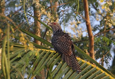 Asian Koel ( female)  Goa