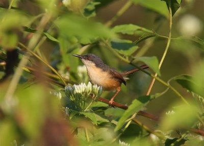 Ashy Prinia  Goa