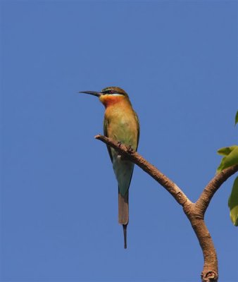 Blue-tailed Bee-eater   Goa