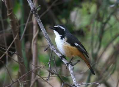 White-throated Robin Chat