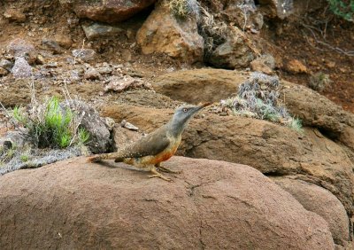 Ground Woodpecker   Lesotho