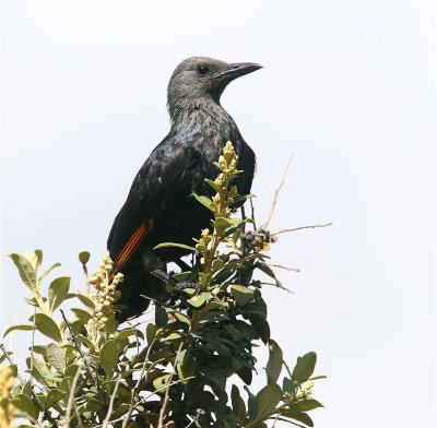 Red-wined Starling