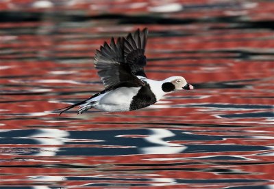 Long-tailed Duck   Norway