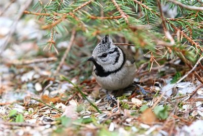 Crested Tit   Norway