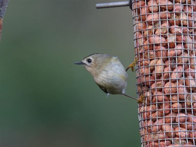 Goldcrest