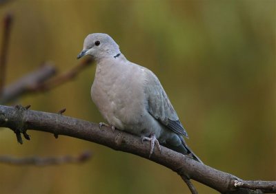 Collard Dove