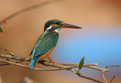 Kingfisher  Goa