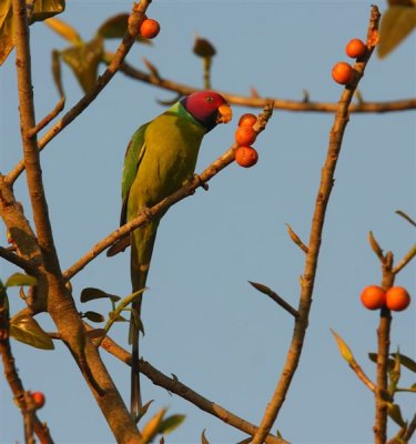 Plum-headed Parakeet  Goa