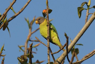Plum-headed Parakeet  (female)  Goa