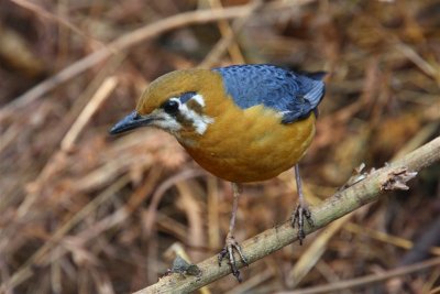 Orange-headed Thrush  Goa