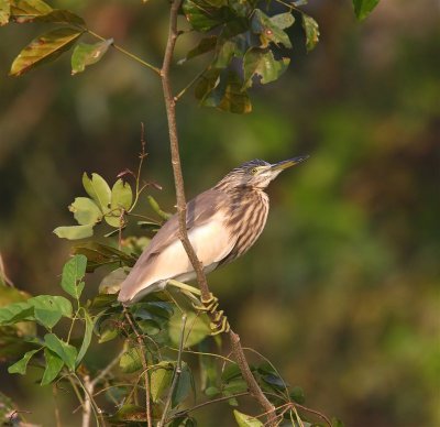 Indian Pond Heron  Goa
