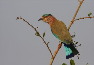 Indian Roller  Goa