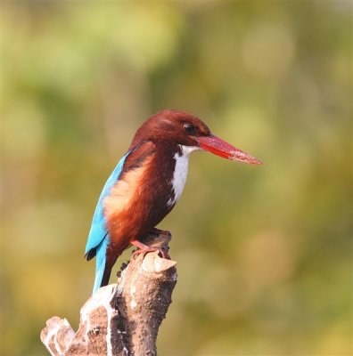 White-throated Kingfisher  Goa