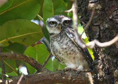 Spotted Owlet  Goa