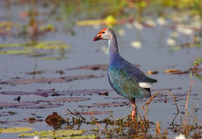 Purple Swamphen  Goa