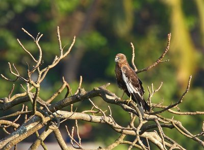 Marsh Harrier  Goa