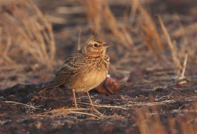 Crested Lark  Goa