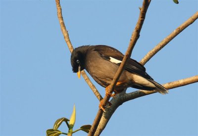 Jungle Myna  Goa