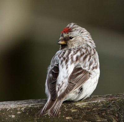 Arctic Redpoll Unst