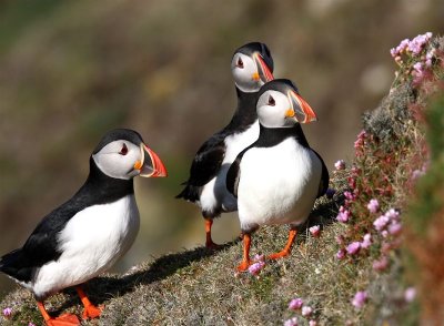 Puffin  Mainland