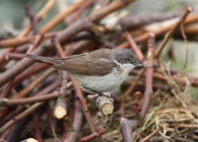 Lesser Whitethroat  Mainland