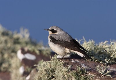 Wheatear Mainland