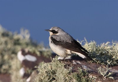 Wheatear  Mainland