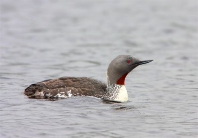 Red-throated Diver  Mainland