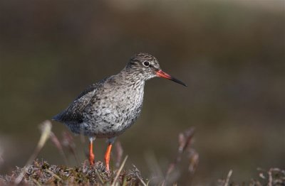 Redshank  Redshank