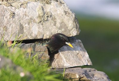 Starling  Mainland