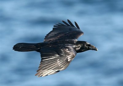 Raven Mainland