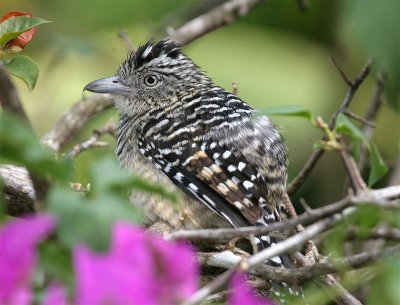 Barred Antshrike (male)