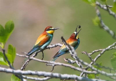 European Bee-eater