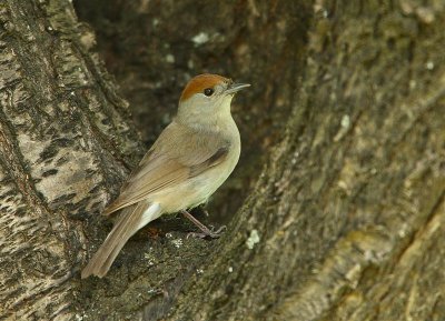 Blackcap