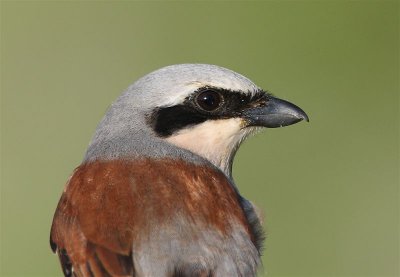 Red-backed Shrike