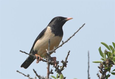 Rose-coloured Starling